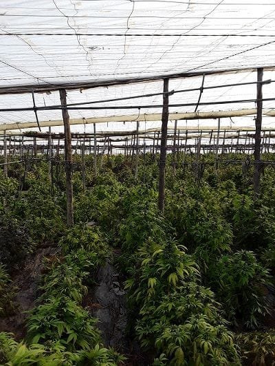 Cultivo de flores de cáñamo industrial